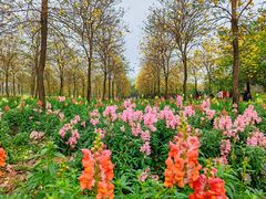 -天适樱花悠乐园