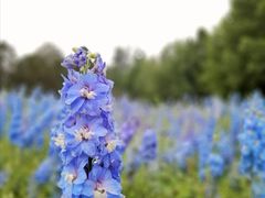 -北京国际鲜花港