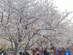 -桃花堤公园