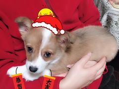 -翊宠yipet猫狗购宠庄园犬舍•猫舍