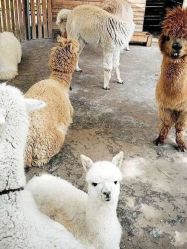 -萌宠亲子动物乐园(槐房万达店)