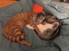 -灵美宠物诊所