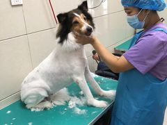 -北京观赏动物医院·24小时大型综合·猫专科·异宠专科