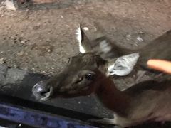 -清迈夜间动物园