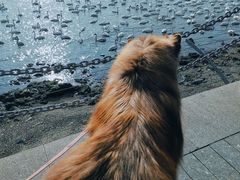 -烟墩角天鹅湖