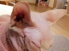 -猫腻·猫咖·撸猫馆(星光大道店)
