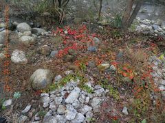 -祁门牯牛降观音堂风景区