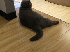 -啵啵喵·猫咖(攀华国际店)