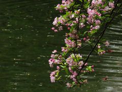 -棠湖公园