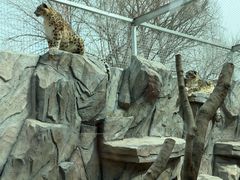 -青藏高原野生动物园