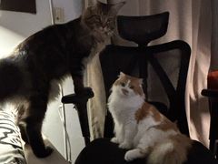 -瑞鹏宠物医院·宠保定点·心脏科·内科(御桥分院)