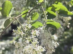-漫渡庄绿岛花园•隐世庭园菜(滨湖店)