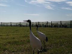 -盐城丹顶鹤湿地生态旅游区