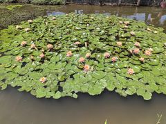 -同銮特种养殖场·龙虾垂钓