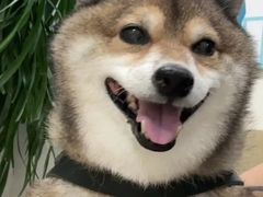 -美联众合动物医院·24h转诊中心