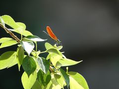 -碓臼峪自然风景区