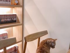 -滚猫咖啡·猫咖·猫友好撸猫(未来城店)