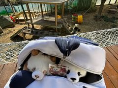 -栾川竹海野生动物园