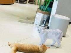 -藏猫猫咖啡主题馆(中央大道店)