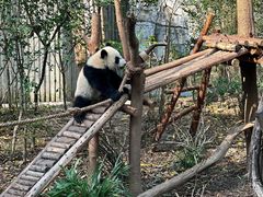 -都江堰中华大熊猫苑