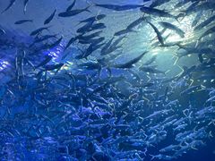 -海合安武汉极地海洋公园