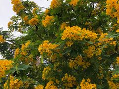 -松山湖梦幻百花洲