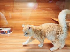 -猫十亿·布偶金渐层·曼基康矮脚猫舍(青年路店)