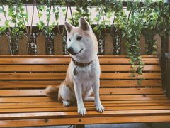 -柴犬高等学院·狗咖·柴犬售卖·宠物训练