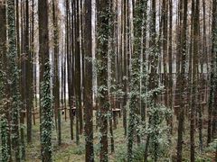 -山王坪喀斯特国家生态公园