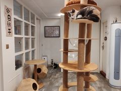 -楼上猫咖(罗湖店)