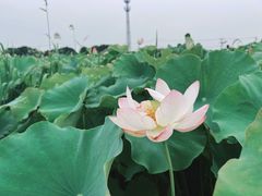 -嘉北郊野公园