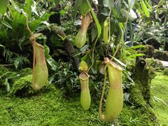 -深圳仙湖植物园