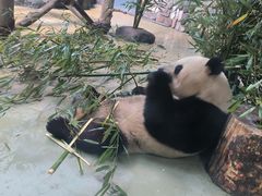 -熊猫谷