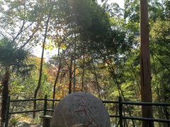 -上海佘山国家森林公园东门地面停车场