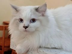 -滚猫咖啡·猫咖·猫友好撸猫(未来城店)