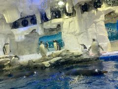 -华夏文旅海洋公园