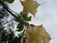 -东莞植物园