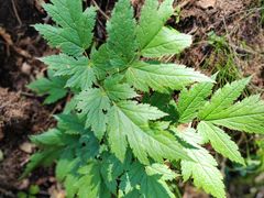 -芦芽山旅游度假区