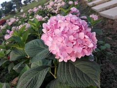 -紫颐香薰山谷景区
