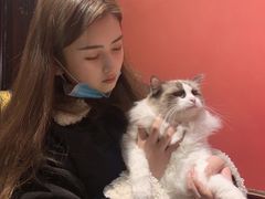 -猫色咖啡·猫咖