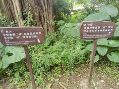 -华侨城湿地公园