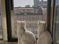 -纳吉亚猫专科动物诊疗中心(蒋宅口分院)
