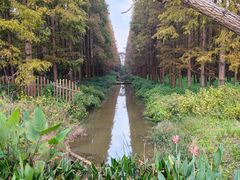 -东平国家森林公园
