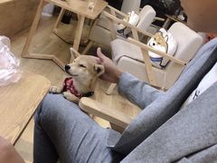 -柴犬小屋·柴餐厅·狗咖食堂(金鼎广场店)