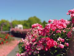 -上海辰山植物园