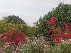 -海珠湖公园