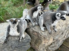 -北京野生动物园