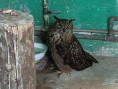 -西霞口神雕山野生动物世界