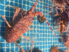 -驻海渔市(置信店)