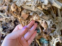 -白佛花鸟鱼虫批发市场小型宠物交易(东区)